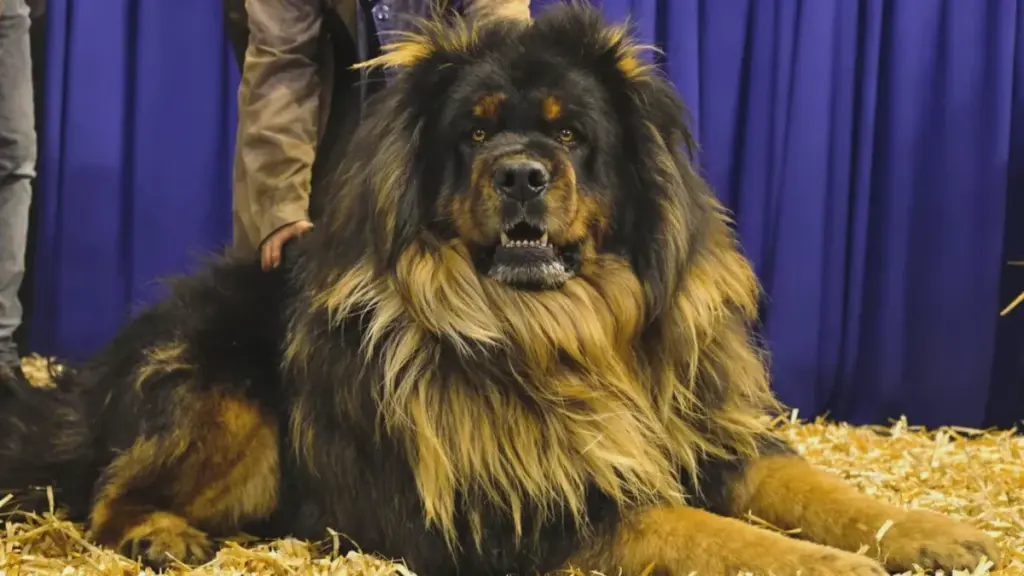 Landwirtschaftsmesse: Ein Tibetdogge aus Mayenne, gekrönt zum „Frankreichmeister“, beim Allgemeinen Landwirtschaftlichen Wettbewerb